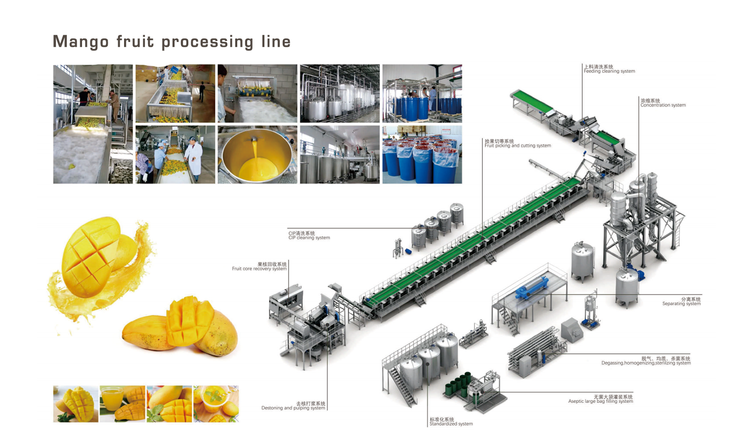 EN芒果加工生产线