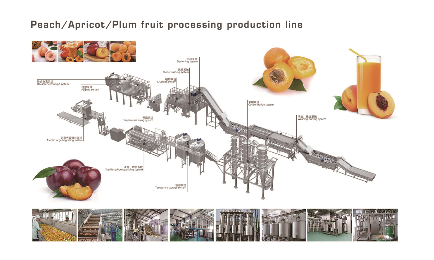 EN桃、杏、李子类水果加工生产线